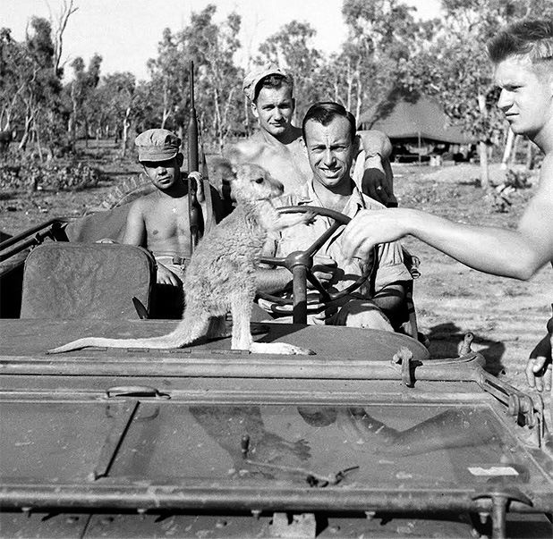 5thAAF_380thBG_528thBS_Fenton1943_babywallaby.jpg