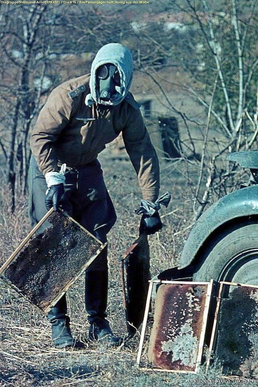 A German officer steals soviet honey from soviet bees.jpg