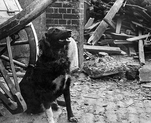 Queenie, a dog who lost her home, waiting to be taken away after a V1 flying bomb attack in Ke...jpg